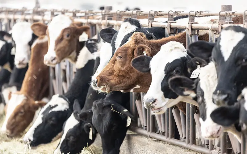 cows at farm