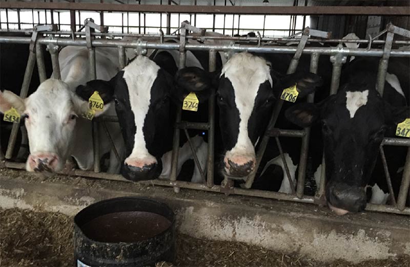 cows at dairy
