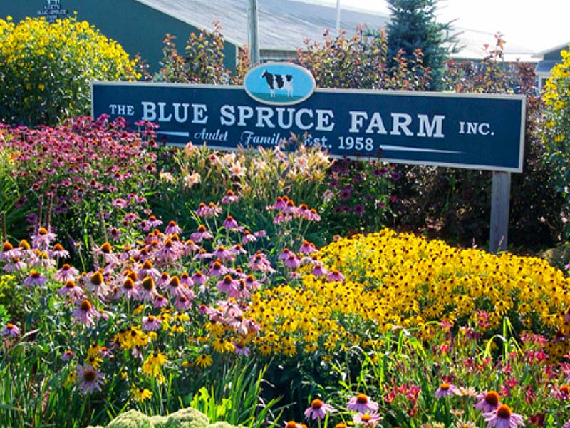 Exterior sign and flowers welcoming people to Blue Spruce Dairy, VT