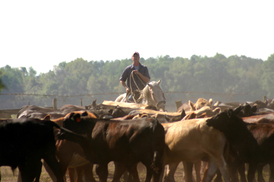 rancher herding cattle