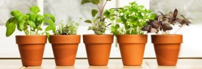 potted herbs on a window sill