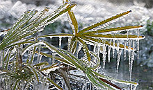 frozen vegetation with ice sickle