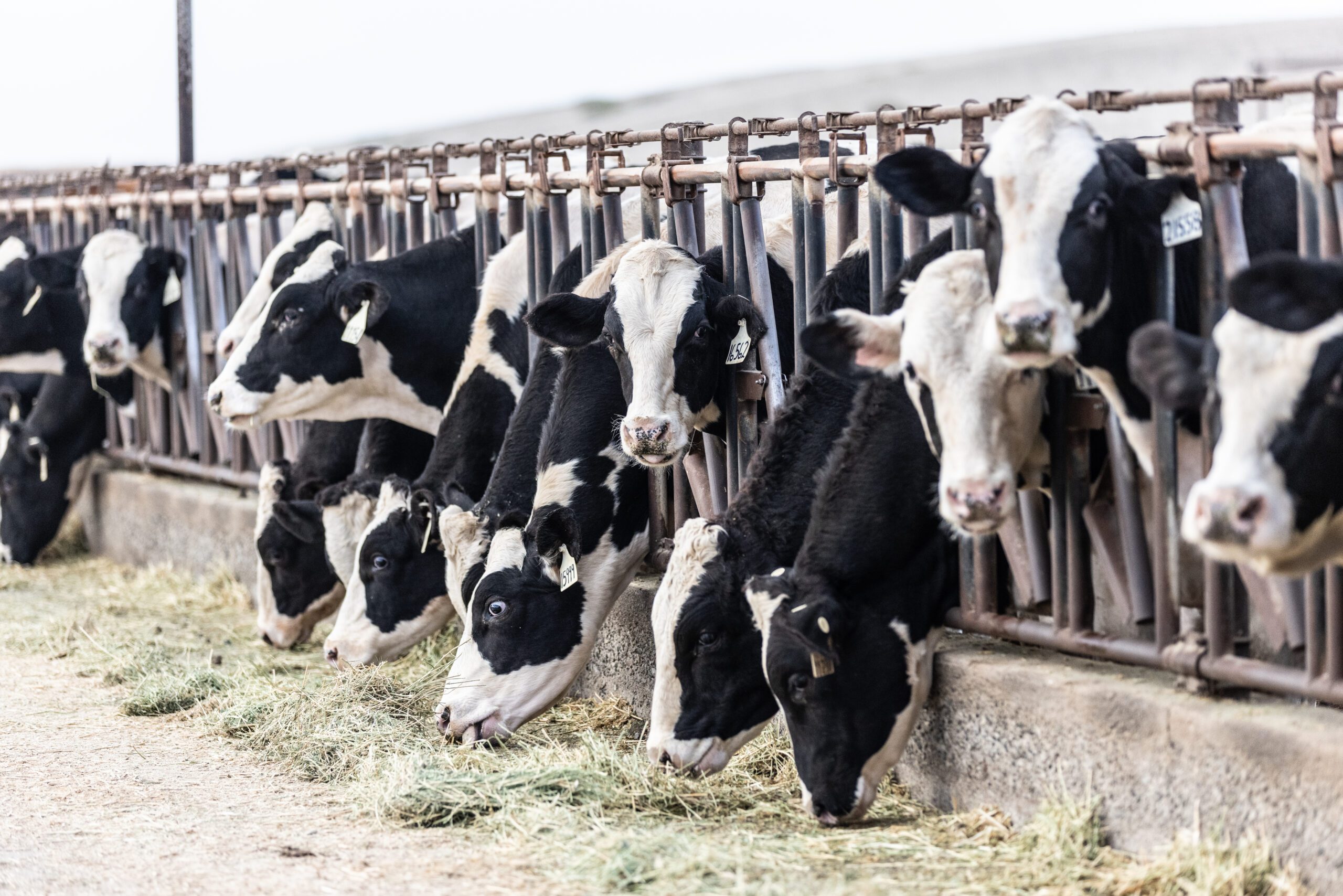 American dairy RNG industry moves forward with DVO